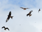 FZ023145 Red kites (Milvus milvus).jpg